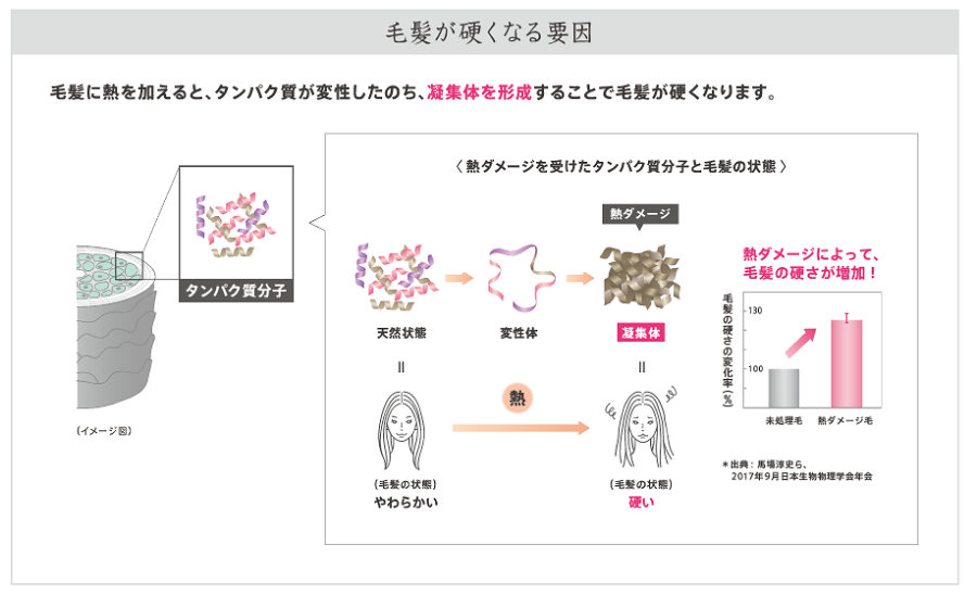 熱ダメージ毛の硬度が高まることを示唆