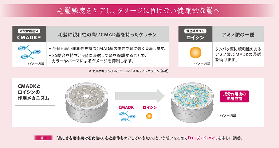 毛髪内部のタンパク質濃度